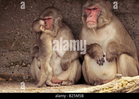 Hamadryas Baboon famiglia / Papio hamadryas Foto Stock