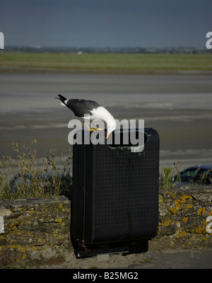 Seagull guardando nel bidone dei rifiuti, Mont St Michel, in Normandia, Francia, Europa Foto Stock