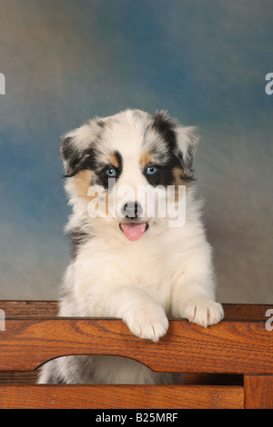 Pastore australiano cucciolo - seduta in petto Foto Stock