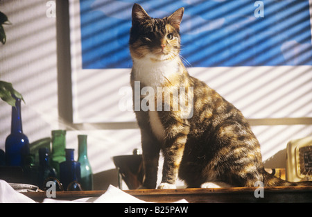 Cat - seduta sul tavolo Foto Stock