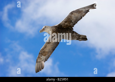 Macronectes giganteus, Southern Giant Petrel Foto Stock