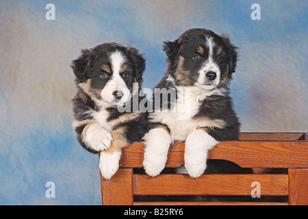 Due pastore australiano cuccioli - seduta in petto Foto Stock