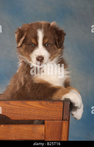 Pastore australiano cucciolo - seduta in petto Foto Stock