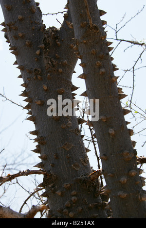 Kapok, Pochote o Silk Cotton Tree, Ceiba aesculifolia, Oaxaca, Messico Foto Stock