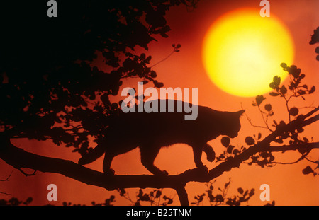 Gatto su albero tramonto Foto Stock