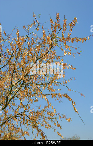 Cialde di acacia, Oaxaca, Messico Foto Stock