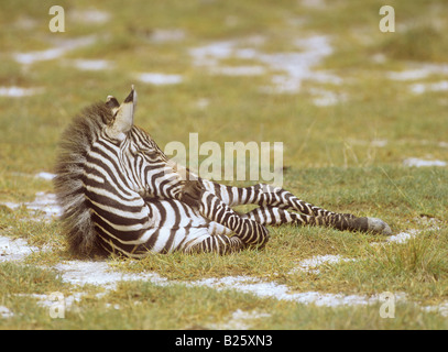 Giovane Grant's Zebra - sdraiato sul prato / Equus quagga boehmi Foto Stock