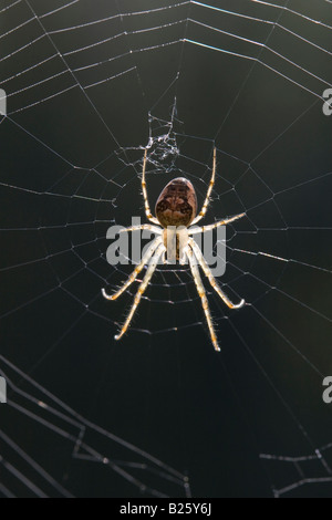 Spider: Probabilmente Metellina segmentata Foto Stock