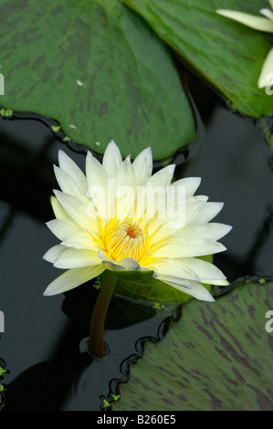 Un bianco e giallo acqua giglio fiore Foto Stock