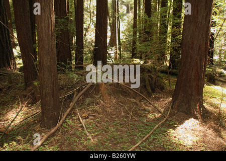Albero di sequoia " fairy ring' in Armstrong Redwood Grove, a Guerneville, CA. Foto Stock