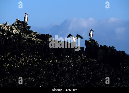 Blue footed boobies sula nebouxi affacciato su Black Turtle Cove sull isola di Santa Cruz in isole Galapagos dell Ecuador Foto Stock