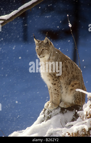 Lynx - seduta nella neve Foto Stock