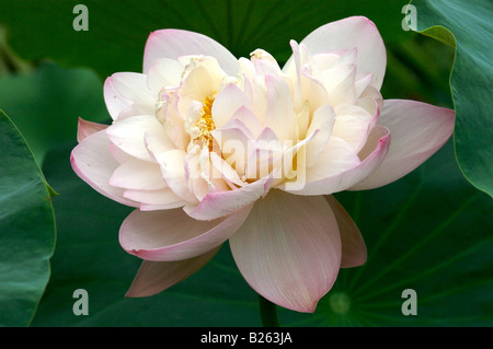 Un Nelumbo ' Seishi ' fiore Foto Stock