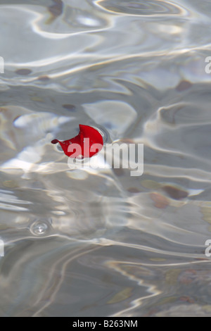 Una rosa rossa petali di fiori galleggiante sull'acqua Foto Stock