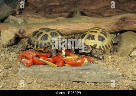 Tartaruga russa (Testudo horsfieldii). Due persone mangiano pomodori Foto Stock