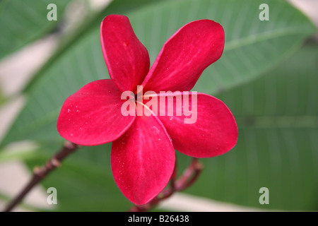 Un rosso Frangipani (Plumeria) fiore nel giardino botanico, Singapore. Foto Stock