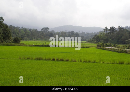 Il riso cresce in un campo di risone in Coorg (Kodagu) Distretto di Karnataka, India. Foto Stock