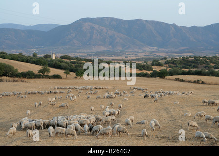 Pecore in campi nei pressi di Domusnovas nel Campidano regione del sud ovest della Sardegna, Italia, Europa Foto Stock