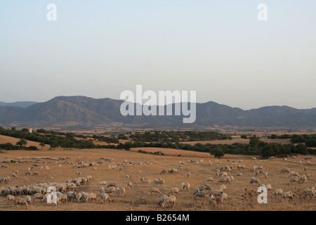 Pecore in campi nei pressi di Domusnovas nel Campidano regione del sud ovest della Sardegna, Italia. Foto Stock