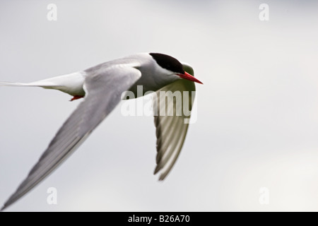 Arctic Tern battenti contro il cielo nuvoloso Foto Stock