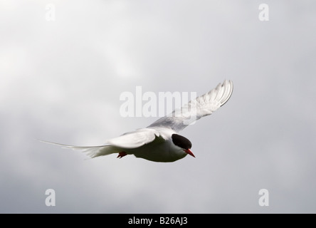 Arctic tern battenti,Northumberland,l'Inghilterra,UK Foto Stock