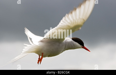 Arctic tern battenti,Northumberland,l'Inghilterra,UK Foto Stock