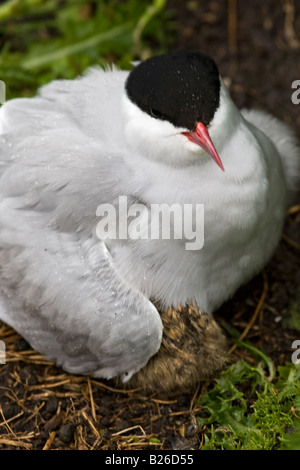 Arctic Tern seduto nel suo nido in Northumberland,Inghilterra. Foto Stock