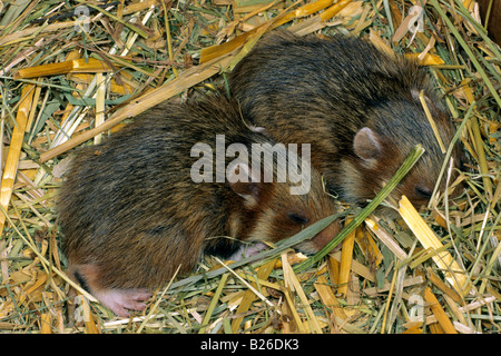 Unione criceto, Rospo hamster (Cricetus cricetus), youngster sleeping Foto Stock