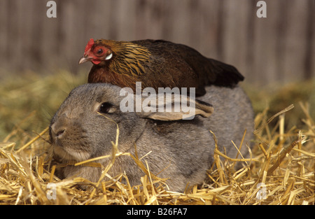 Il coniglio domestico (oryctolagus cuniculus domesticus) con POLLO DOMESTICO (Gallus domesticus) sulla sua schiena seduta in paglia Foto Stock