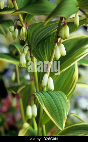 Solomon s seal Polygonatum falcatum Variegata Foto Stock