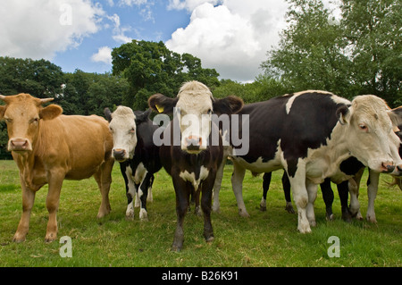 Un ampio angolo di visione di un curioso mandria di mucche in un campo. Foto Stock