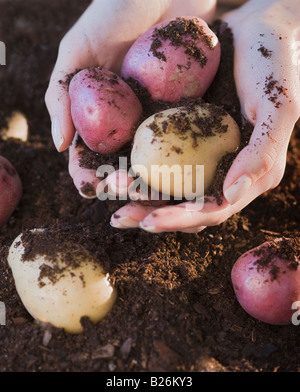 Donna che mantiene le patate e il suolo Foto Stock