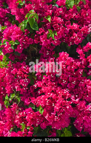 Close up di fiori di bouganville Foto Stock