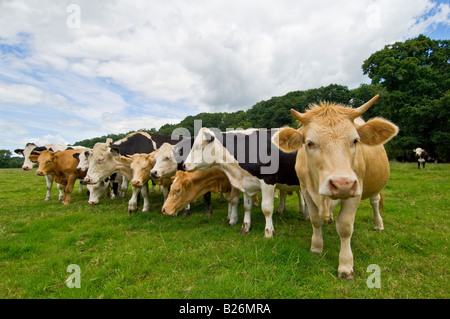 Un ampio angolo di visione di un curioso mandria di mucche in un campo. Foto Stock