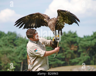 Bird trainer con il Young American Eagle Beekse Bergen zoo Hilvarenbeek Paesi Bassi Foto Stock