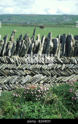 Asciugare la parete di pietra in Cornwall Inghilterra REGNO UNITO Foto Stock
