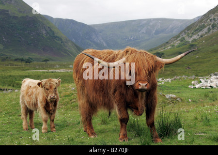 Scottish Highland mucca e vitello contro uno sfondo di montagne in Scozia Foto Stock