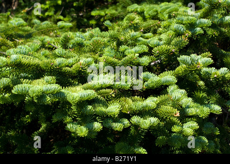 Spruce ramo di albero Fundy National Park Foto Stock