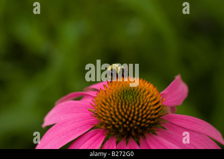 In prossimità di un comune Eastern Bumble Bee (bombus impatiens) alimentazione su un viola coneflower (Echinacea purpurea). Foto Stock