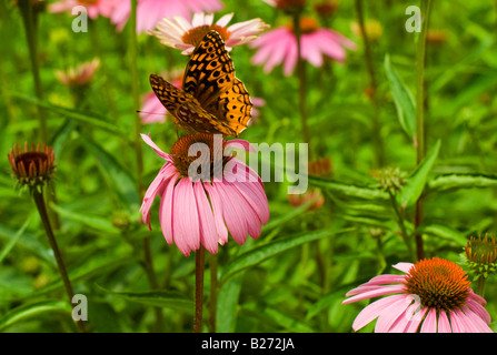 Un grande Lamas Fritillary (speyeria cybele) feed su purple coneflower (Echinacea purpurea) in fiore Foto Stock