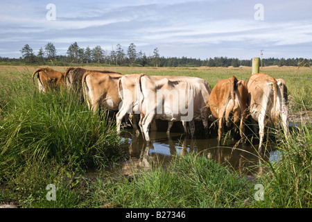 Backsides di vacche Jersey a trogolo di acqua.. Foto Stock