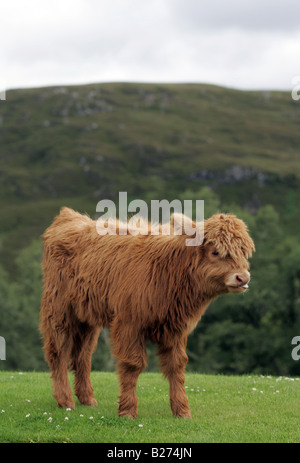 Highland scozzesi vitello contro uno sfondo di montagne in Scozia Foto Stock