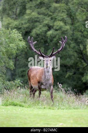 Red Deer stag tra alberi nella foresta di bosco in Scozia, Regno Unito Foto Stock