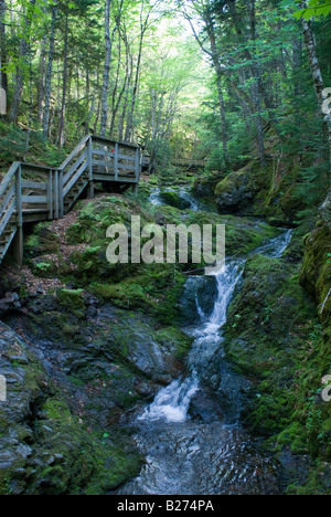 Sentiero escursionistico Fundy National Park New Brunswick Foto Stock