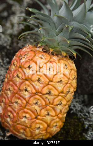 Di ananas maturo, il mercato degli agricoltori. Foto Stock