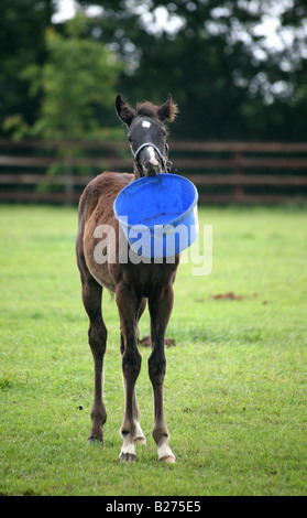 Puledro giocando con la sua alimentazione vuoto della benna in un recinto per un allevamento di cavalli da corsa in Suffolk www.georgeimpeyphotographer.co.uk Foto Stock