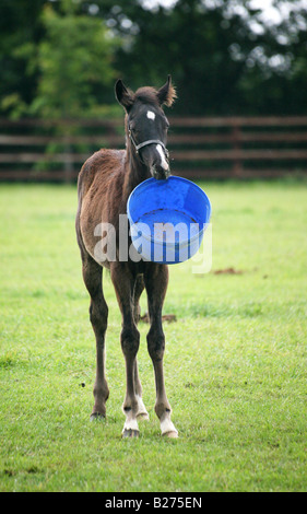 Puledro giocando con la sua alimentazione vuoto della benna in un recinto per un allevamento di cavalli da corsa in Suffolk www.georgeimpeyphotographer.co.uk Foto Stock