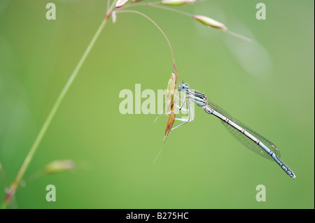 Platycnemis pennipes. Damselfly White-Legged Foto Stock