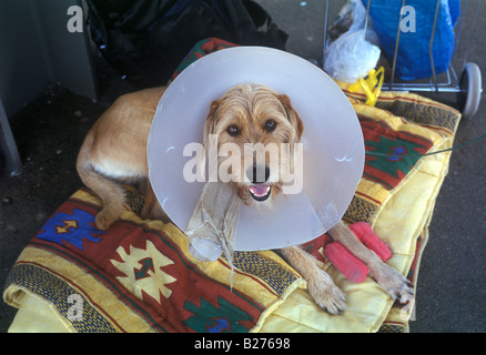 Cane indossando elizabethan collare Foto Stock