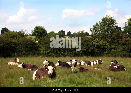 Simmental pascolo del bestiame in un campo nei pressi di Thrurlow nel Suffolk Caption locale www georgeimpeyphotographer co uk Foto Stock